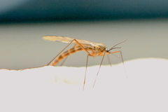 Cramptonomyia spenceri
