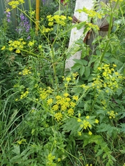Pastinaca sativa