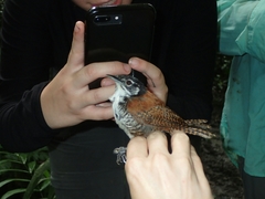 Cantorchilus nigricapillus