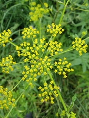Pastinaca sativa