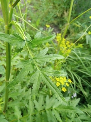Pastinaca sativa