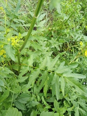 Pastinaca sativa