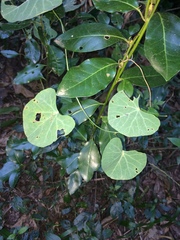 Cissampelos torulosa