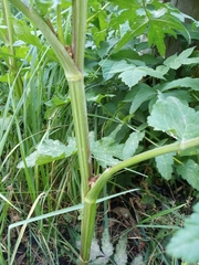Pastinaca sativa