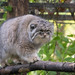 Pallas' Cat - Photo (c) Cloudtail the Snow Leopard, some rights reserved (CC BY-NC-ND)