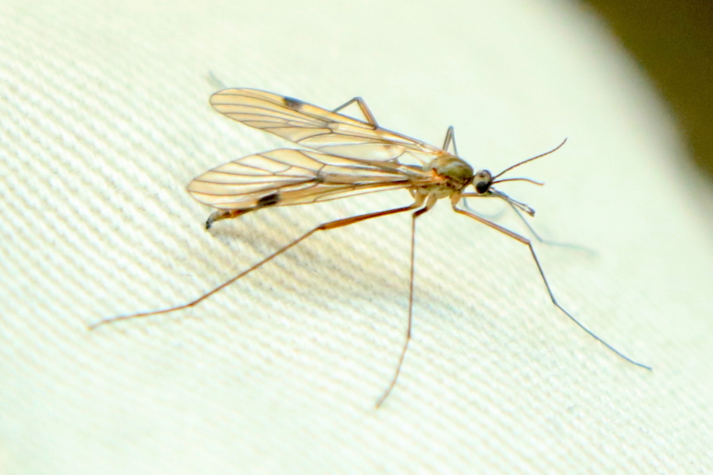 Pachyneuridae