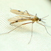 Cramptonomyia spenceri - Photo (c) NatureGuy, μερικά δικαιώματα διατηρούνται (CC BY-NC-ND), uploaded by NatureGuy