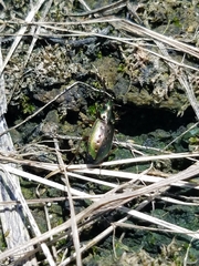 Agonum octopunctatum