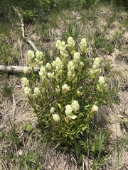 Castilleja occidentalis
