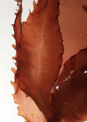 Amansia glomerata
