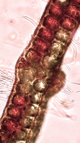 Amansia glomerata