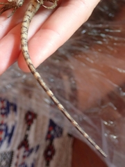 Enyalioides laticeps