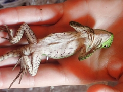 Enyalioides laticeps