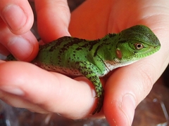 Enyalioides laticeps