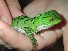 Enyalioides laticeps