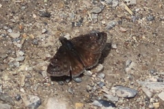 Erynnis icelus