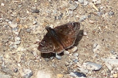 Erynnis icelus