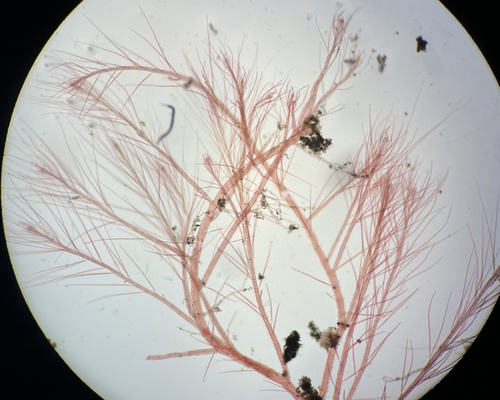 Spirocladia hodgsoniae