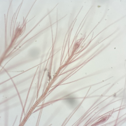 Spirocladia hodgsoniae