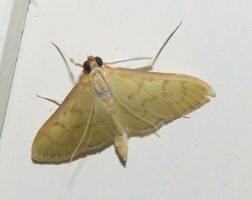 Munroeodes thalesalis