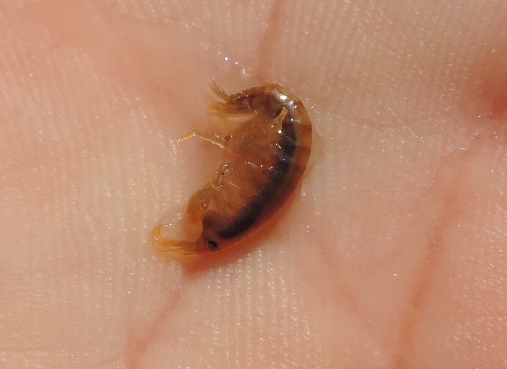 Echinogammarus stammeri