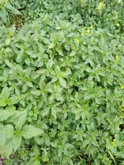 Ballota nigra
