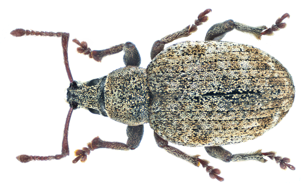 Peritelus