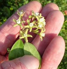 Cynanchum natalitium