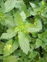 Ballota nigra