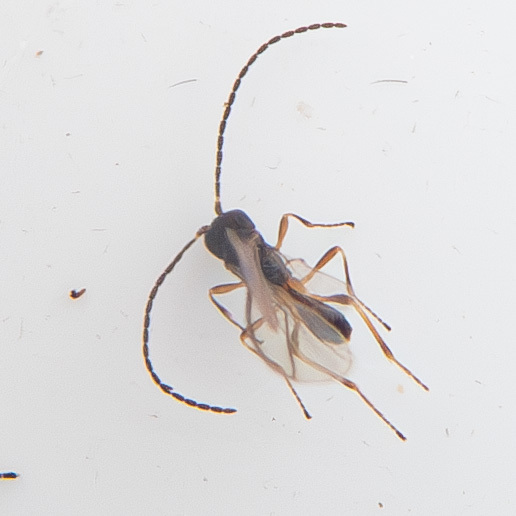 Dinotrema longworthi