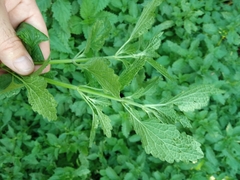 Ballota nigra