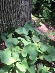 Aristolochia macrophylla