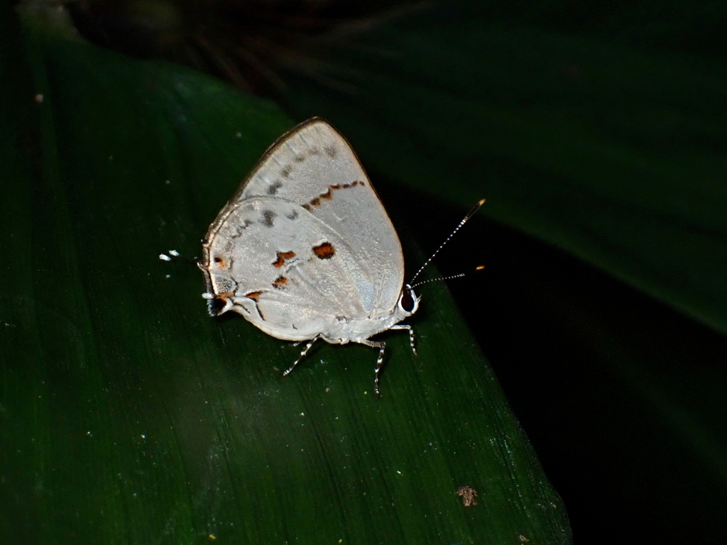Nicolaea ceglusa