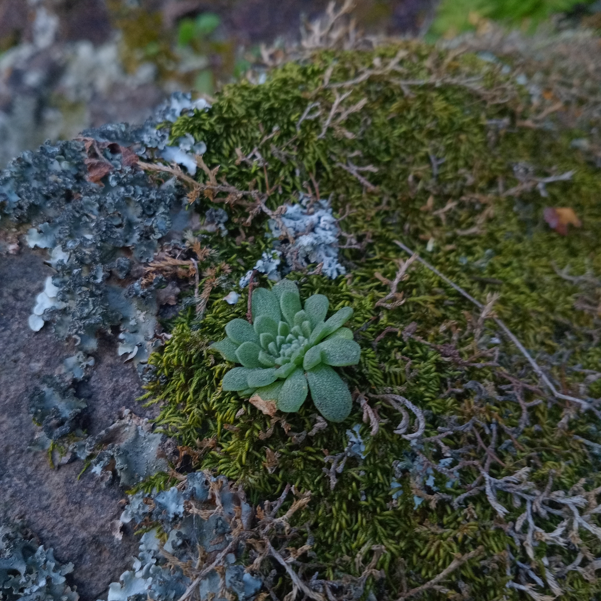 Imagem de sedum