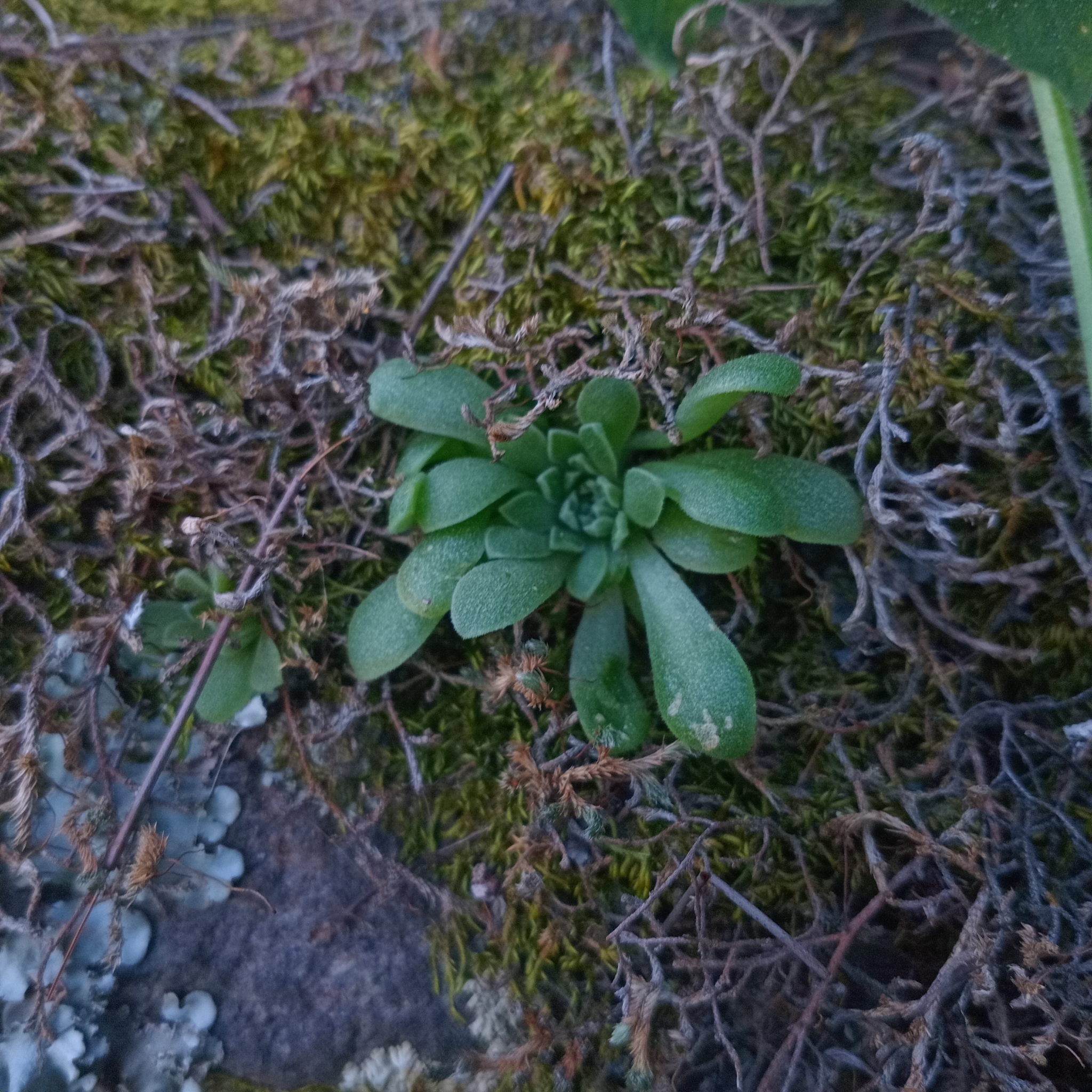 Imagem de sedum