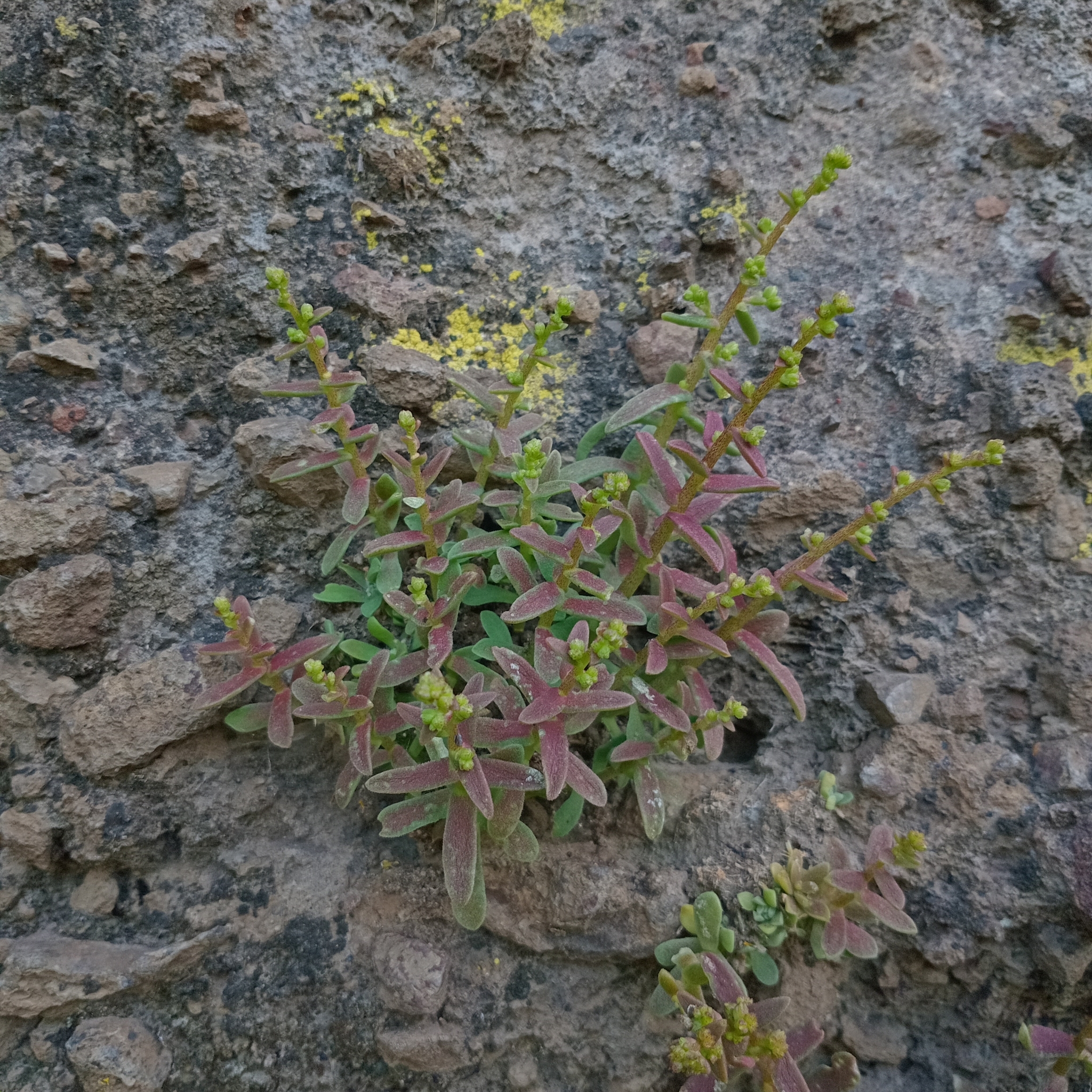 Imagem de sedum
