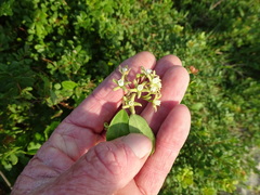 Cynanchum natalitium