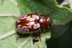 Erythrographa