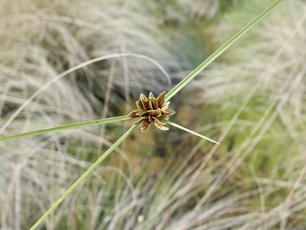 Cyperus melanostachyus; photograph Sue Carnahan, CC BY, iNaturalist via GBIF
