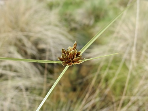 Cyperus melanostachyus, photograph 1