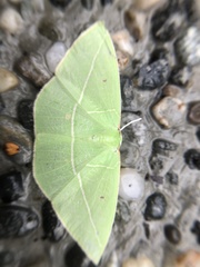 Tanaoctenia haliaria