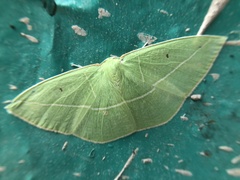 Tanaoctenia haliaria