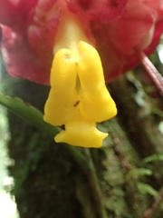 Drymonia coccinea