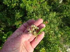 Cynanchum natalitium