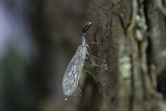 Xanthostigma xanthostigma