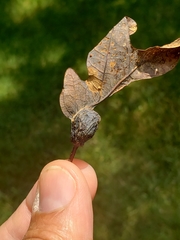 Andricus quercuspetiolicola