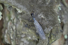 Xanthostigma xanthostigma