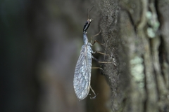Xanthostigma xanthostigma