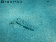 Mullus barbatus