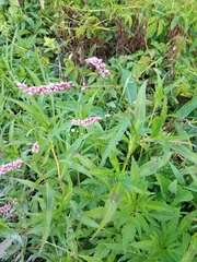 Persicaria maculosa